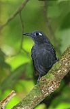 Plumbeous Antbird